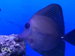Scopas tang marine fish for sale. giving away my