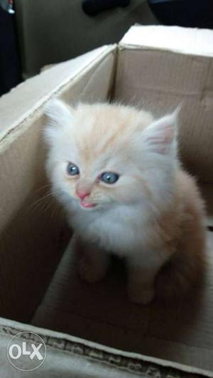 Semi Punch Persian CAT 1.5 month old