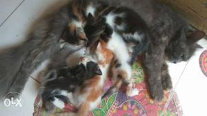 Semi persion kitten for adoption
