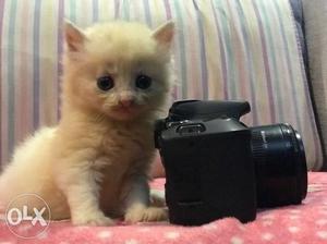 Semipunch Doll faced persian 2 month old 