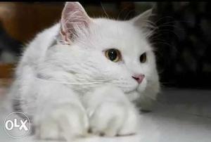 Short-fur White Cat. Persian male cat.