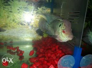 Silver And Black Flowerhorn Fish