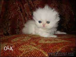 So cute active white persian kitten for sale