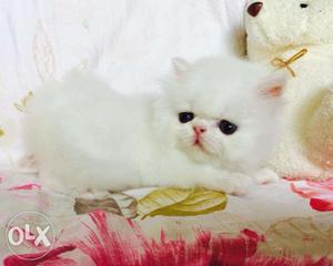 So cute pure persian kitten for sale in all ower india cash