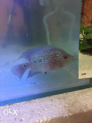 Srd Flowerhorn peoven female egg layed