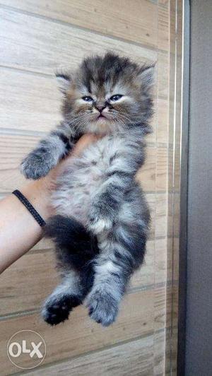 Tabby color pure persian kitten for sale in all india