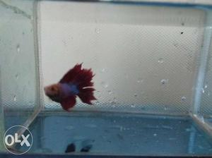 Tetra fish male in good condition