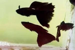 Three Brown And Black Guppy Fish