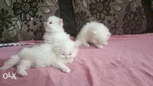 Three Medium-fur White Kittens