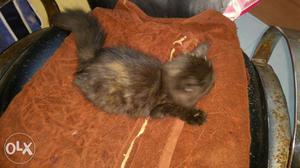 Totty female kitten 2 month very cheep rate