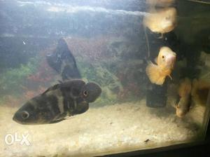 Two Albino And One Black Oscar Fish