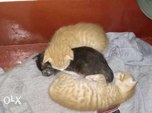 Two Orange Tabby And Black Kittens