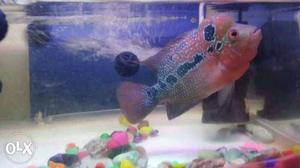 Urgent sale. Big size.. 5.5 inch.. Red Color.. Very active..