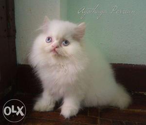 Very active persian kitten for sale in ludhiana cash on