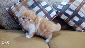 Very furry, normal eyes, light grey persian kitten avalible