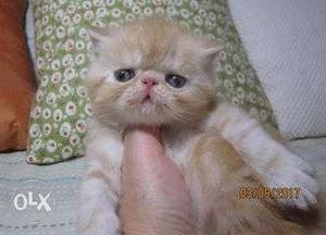 Very playfull persian kitten kitten for sale in noida cash