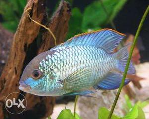 Very soft blue Acera fish pair 400rs