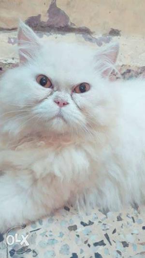 Want to sell my Persian punch face male 7 mths