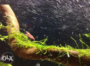 We provide all kind of fresh water planted shrimps