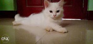 White Cat In Pudukkottai