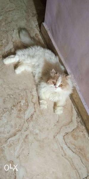 White Persian Cat for mateing