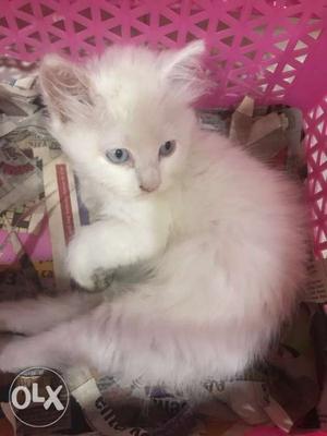 White Persian Kitten with blue eyes