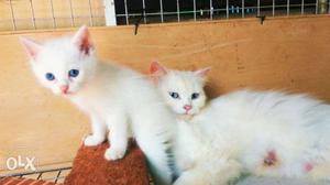 White blue eyes doll face female kitten sale