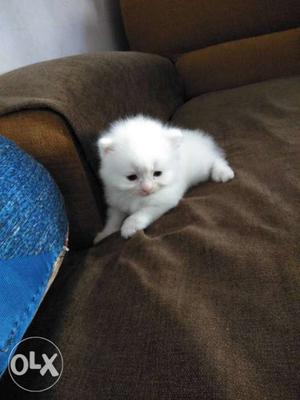 White color Persian kittens 1 month old male n