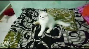 White female Persian kitten 2month old