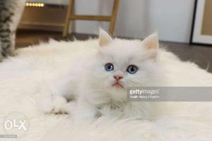 White normal eyes persian kitten