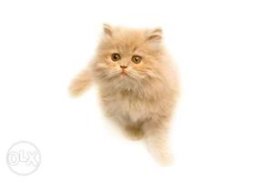 , golden eyes,white color pure persian kitten avalible