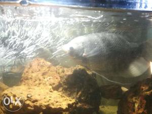  inch Giant Gaurami Fish