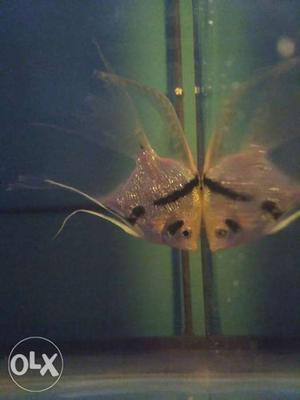 1 daymond male Angelfish "Ready to breed"