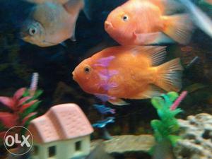 18 Inch RedParrot Fish Pair For Sale