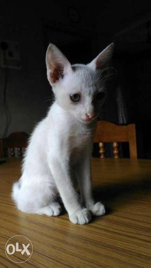 40 days old white kitten free of cost