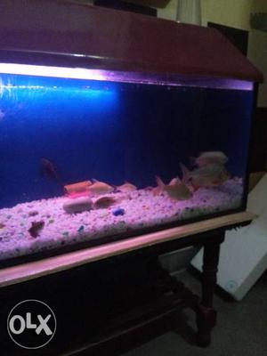 6 fish sell..only for 200