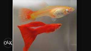 Albino full red guppy rs30 per piece