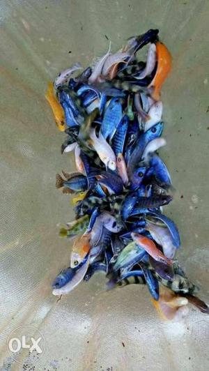 Blue Cichlid Fishes
