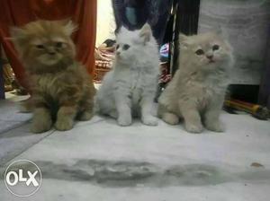 Brown, White, And Beige Kittens