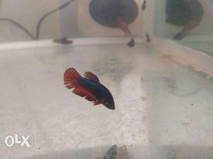 Female Betta Fish for sell 100rs per piece