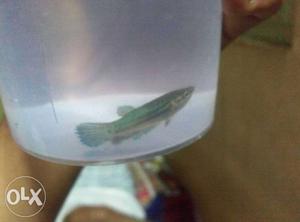 Female betta fish at cheap rate dm fast to grab