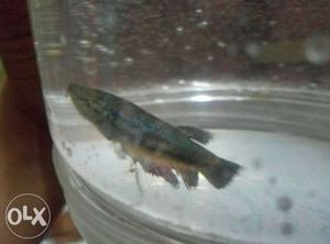 Female blue gray betta fish at cheap rate dm as