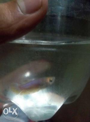 Female white betta fish RS 60 ONLY.