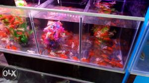 Fish Tank available with low price, st starting