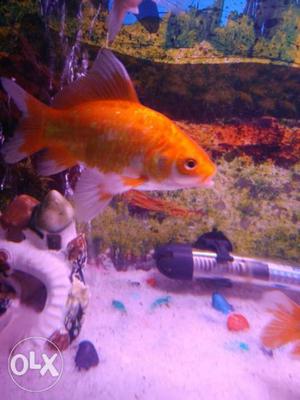 Fish for sale