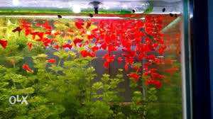 Full red guppies sale