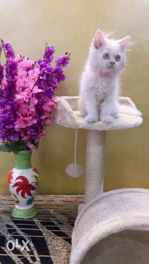 Furry furball Persian kittens available