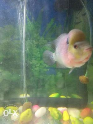 Imported Flowerhorn with yellow and pink colours