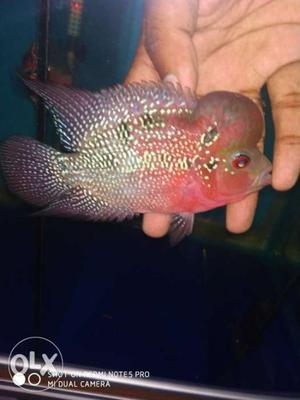 Imported srd flowerhorn available 3" size with