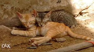 Kittens for sale
